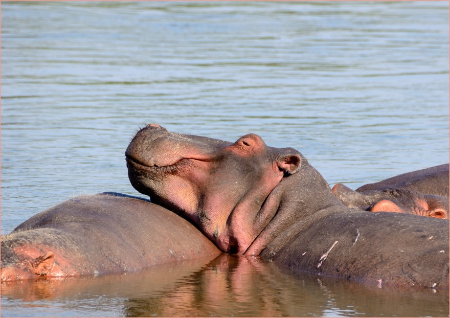 Mana Pools game reserve.